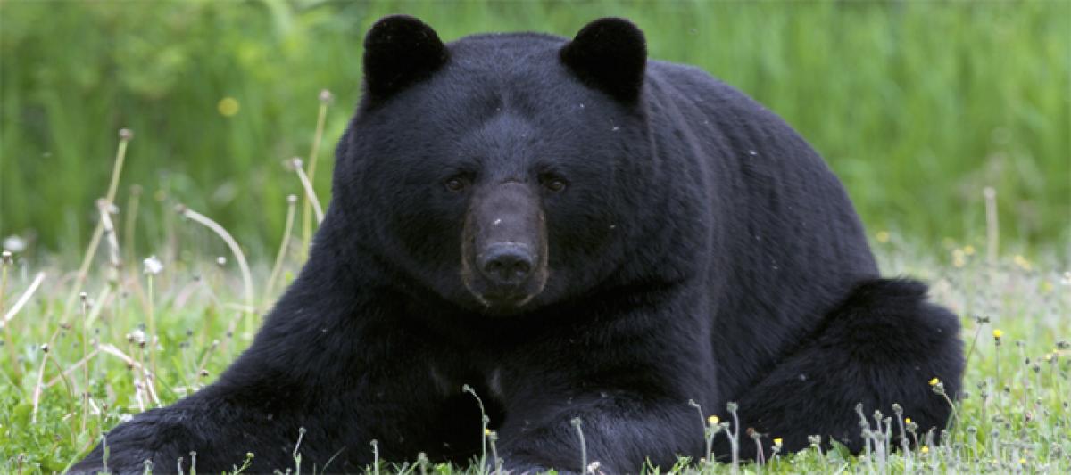 Over 200 black bears killed in US